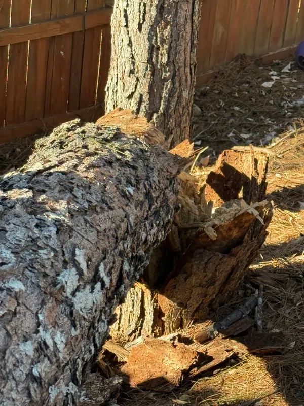 Splintered break at the base of the pine trunk the wind snapped, in a Woodstock yard